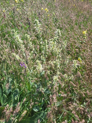 Image of Salvia staminea by (c) Jacek Pietruszewski, some rights reserved (CC BY)