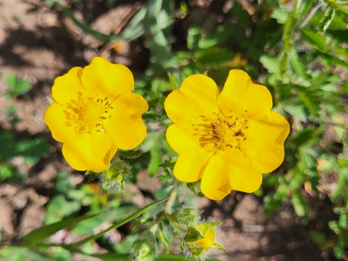 Potentilla divaricata, photograph 4