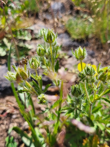Potentilla divaricata, photograph 5