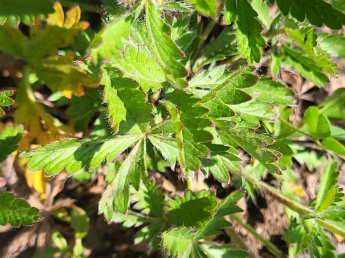 Potentilla divaricata, photograph 6