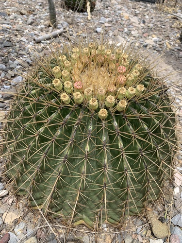 Ferocactus histrix