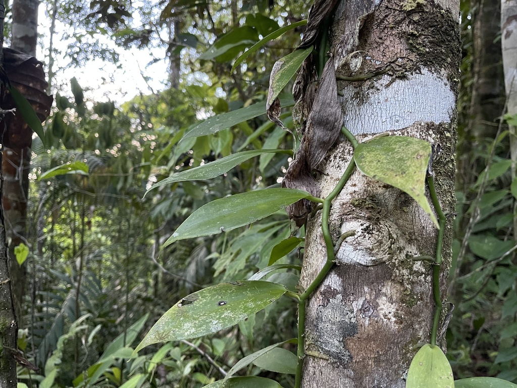 Vanilla trigonocarpa