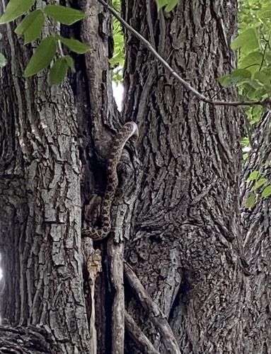 Bullsnake