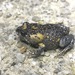 Martin's Toadlet - Photo (c) QuestaGame, some rights reserved (CC BY-NC-ND), uploaded by QuestaGame