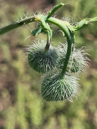 Image of Papaver armeniacum by (c) Jacek Pietruszewski, some rights reserved (CC BY)