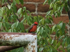 Pyrocephalus rubinus