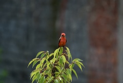 Pyrocephalus rubinus