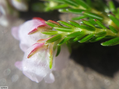 Erica curvirostris