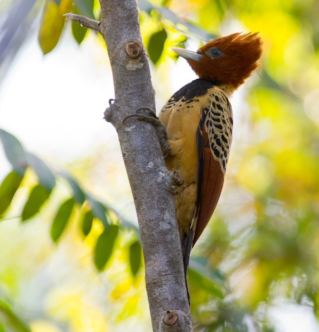 Kaempfer's Woodpecker photo