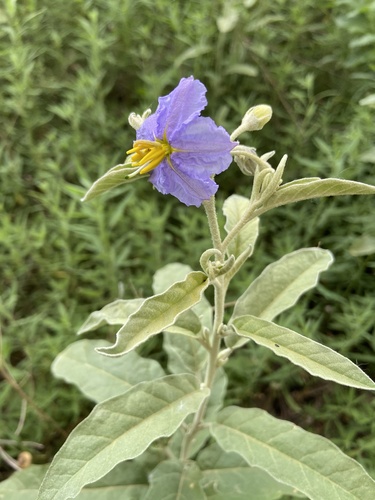 silverleaf nightshade