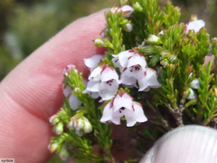 Erica curvirostris