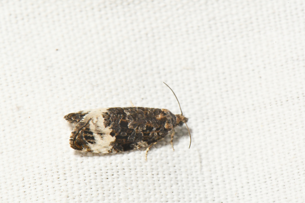 Apotomis afficticia