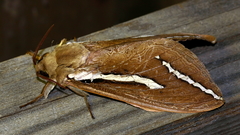 Abantiades latipennis