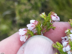 Erica curvirostris