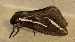 Abantiades latipennis