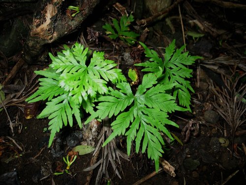 Doryopteris decipiens