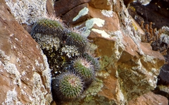 Mammillaria compressa compressa