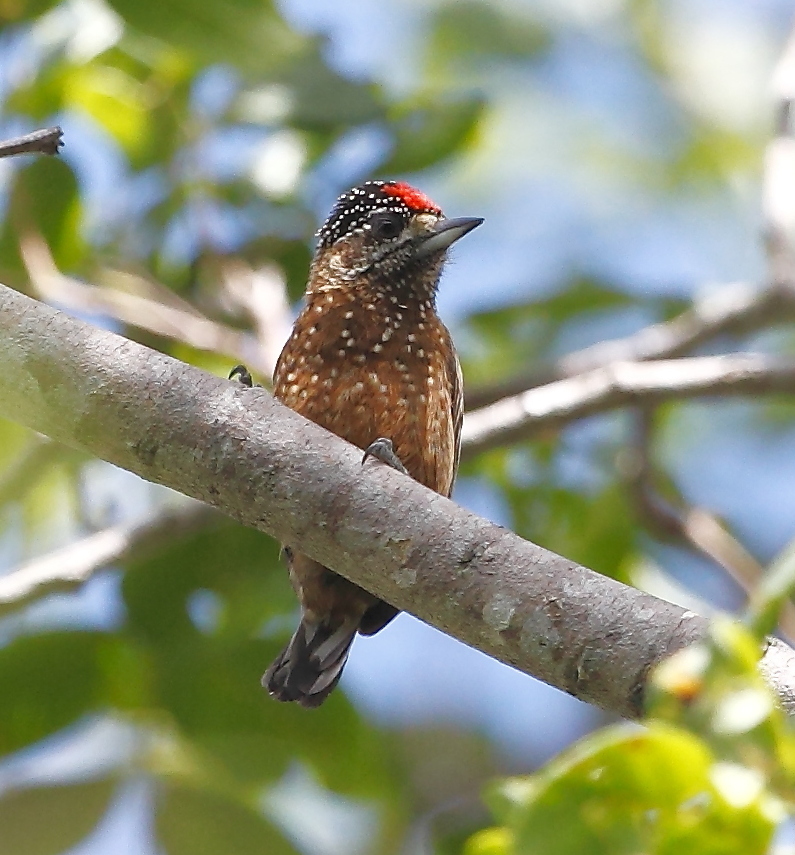 Spotted Piculet photo