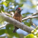 Spotted Piculet - Photo (c) Hector Bottai, some rights reserved (CC BY-SA)