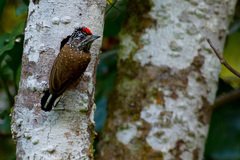 Spotted Piculet photo 2