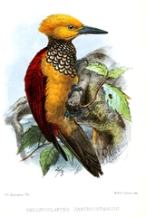 Yellow-Faced Flameback photo 4