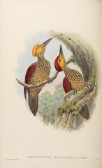Yellow-Faced Flameback photo 3