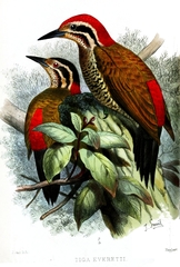 Spot-Throated Flameback photo 2