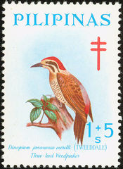 Spot-Throated Flameback photo 3
