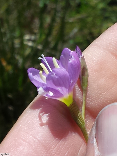 Geissorhiza ramosa