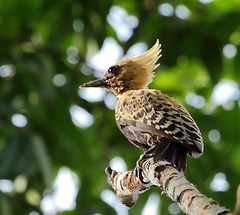 Ochre-Backed Woodpecker photo 2