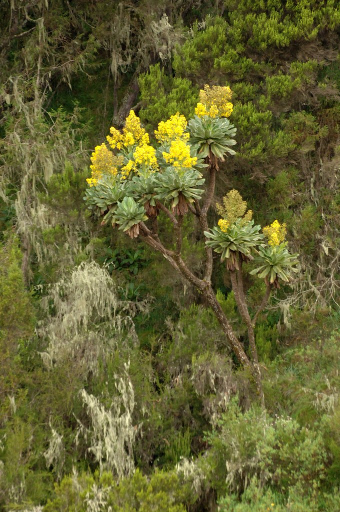 Dendrosenecio battiscombei