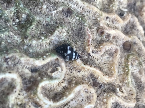 Engina turbinella