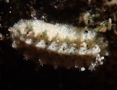 Acanthochitona avicula
