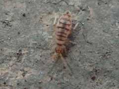 Entomobrya atrocincta