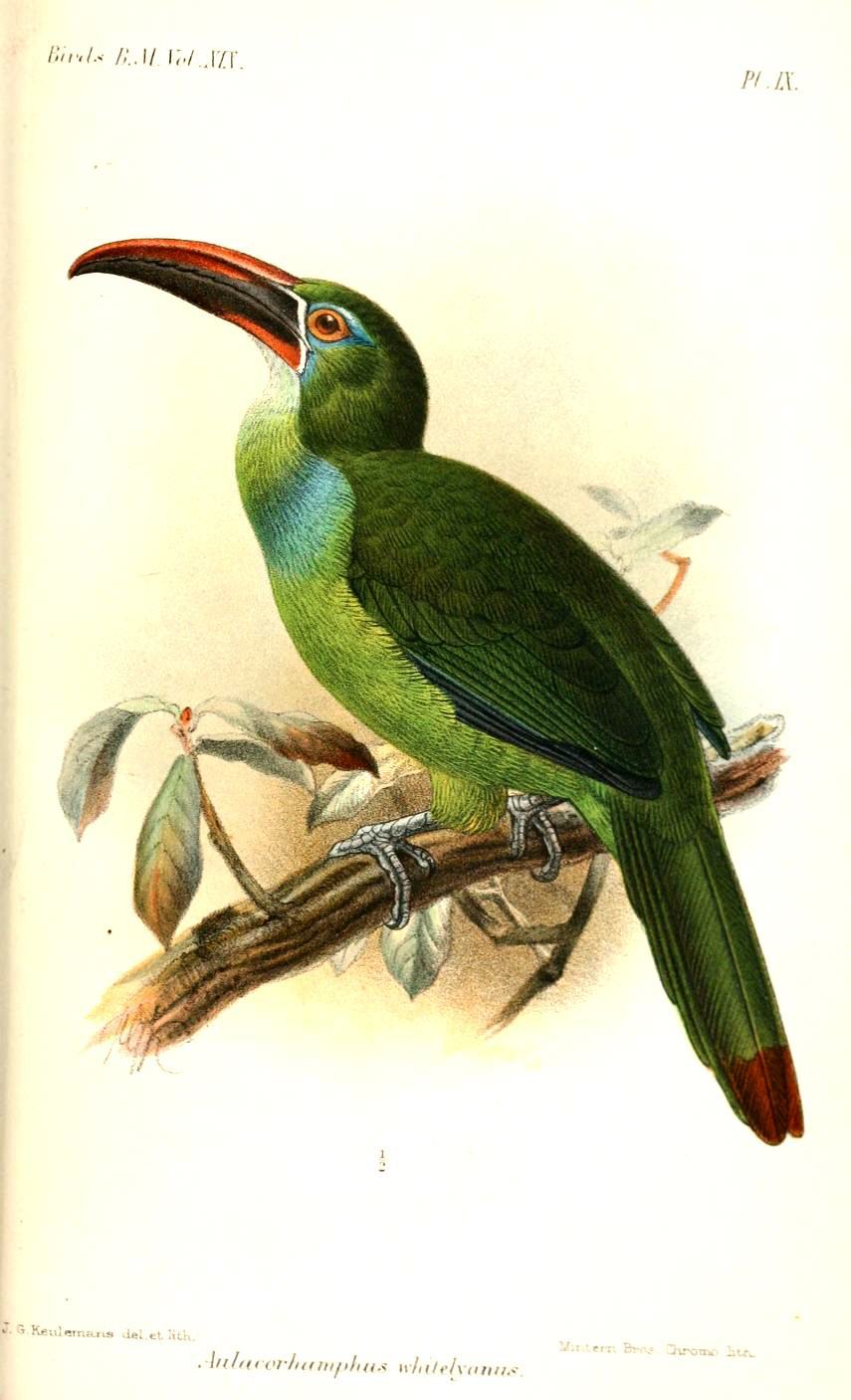 Tepui Toucanet illustration