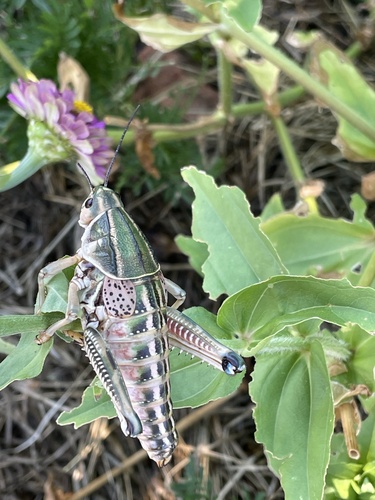 Plains lubber grasshopper