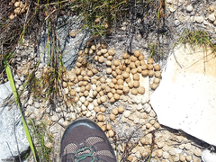 Pronolagus saundersiae