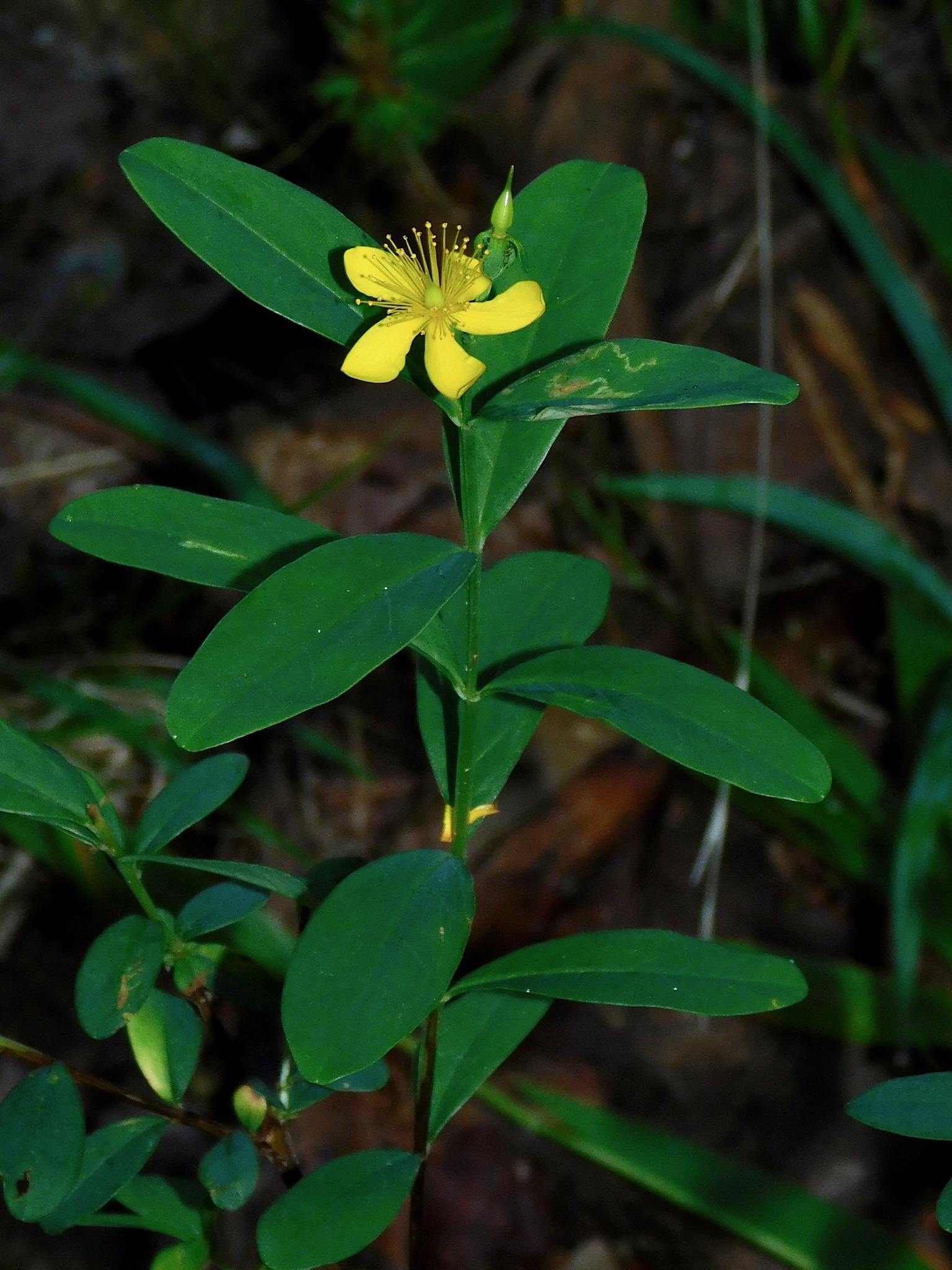 Hypericum nudiflorum