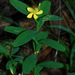 Streambank St. John's-Wort - Photo (c) Michael J. Papay, some rights reserved (CC BY), uploaded by Michael J. Papay