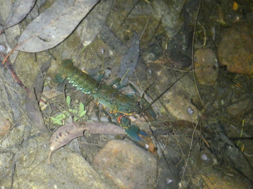 Euastacus vesper