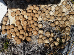 Pronolagus saundersiae