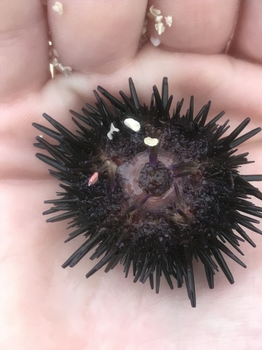 Atlantic Rock-boring Urchin, photo 8 of 10