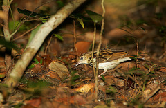 Sokoke Pipit photo 3
