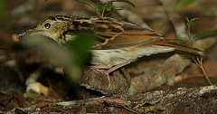 Sokoke Pipit photo 2