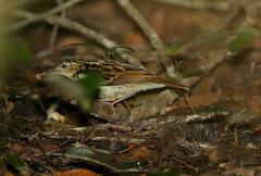 Sokoke Pipit photo 4