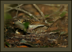 Sokoke Pipit photo 5