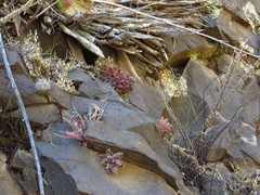 Pachyphytum compactum