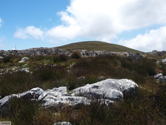 Pronolagus saundersiae