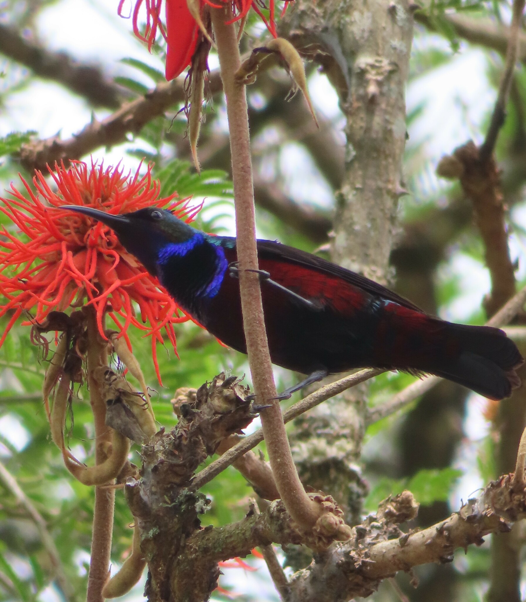 Superb Sunbird (Cinnyris superbus), photo 3