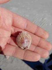 Persephona aquilonaris